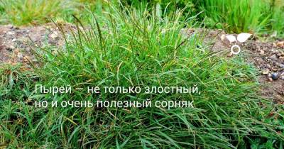 Пырей — не только злостный, но и очень полезный сорняк - botanichka.ru