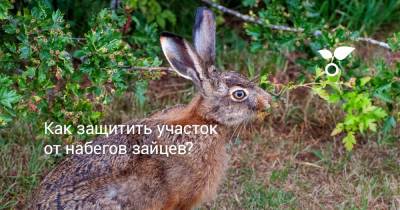 Как защитить участок от набегов зайцев? - botanichka.ru - Россия - республика Алтай - республика Бурятия