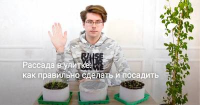 Рассада в улитке: как правильно сделать и посадить - botanichka.ru