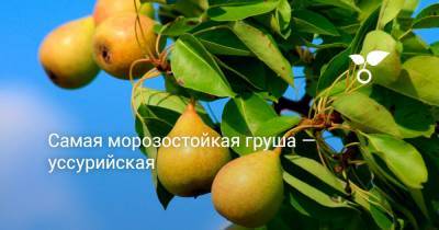 Самая морозостойкая груша — уссурийская - botanichka.ru - Хабаровский край