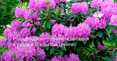 Рододендрон — правила посадки и ухода в открытом грунте - botanichka.ru