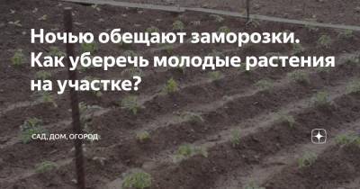 Ночью обещают заморозки. Как уберечь молодые растения на участке? - zen.yandex.ru
