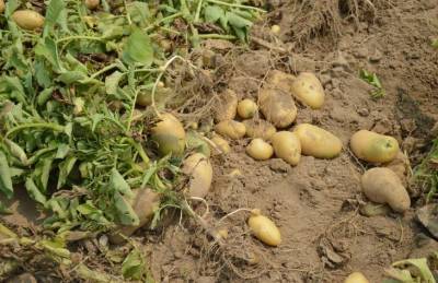 Какие 4 секрета помогут собрать отличный урожай картофеля - belnovosti.by