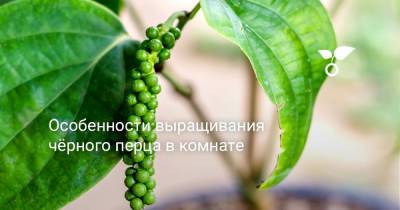 Особенности выращивания чёрного перца в комнате - botanichka.ru