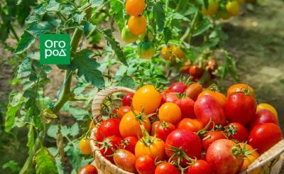 Как увеличить урожай томатов в открытом грунте вдвое - ogorod.ru