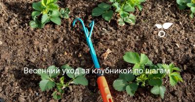 Весенний уход за клубникой по шагам - botanichka.ru - Россия