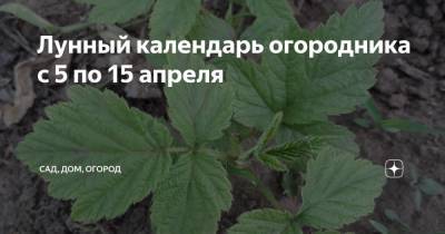 Лунный календарь огородника с 5 по 15 апреля - zen.yandex.ru