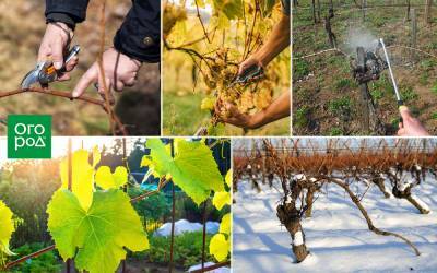 Уход за виноградом с весны до осени – полезные советы начинающим - ogorod.ru - г. Виноград