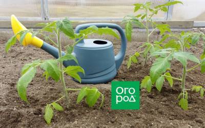 Как вырастить томаты безрассадным способом - ogorod.ru