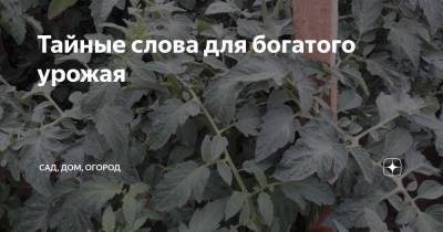 Тайные слова для богатого урожая - zen.yandex.ru