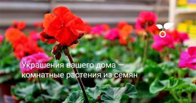 Украшения вашего дома — комнатные растения из семян - botanichka.ru