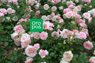 Как выращивать розы в тени и полутени - ogorod.ru
