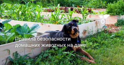 Правила безопасности домашних животных на даче - botanichka.ru