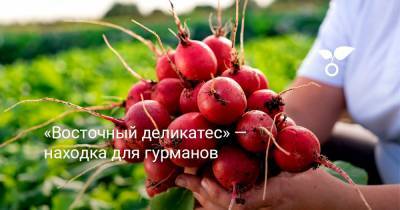 «Восточный деликатес» — находка для гурманов - botanichka.ru