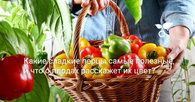 Какие сладкие перцы самые полезные, и что о плодах расскажет их цвет? - botanichka.ru