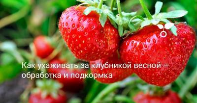 Как ухаживать за клубникой весной — обработка и подкормка - botanichka.ru