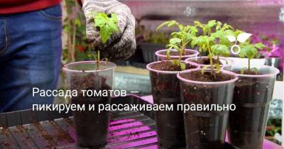 Рассада томатов — пикируем и рассаживаем правильно - botanichka.ru