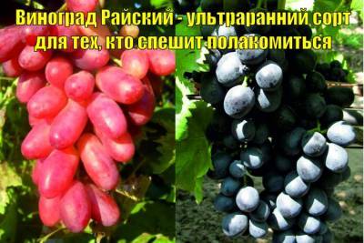 Ультраранние сорта винограда - selomoe.ru - г. Виноград