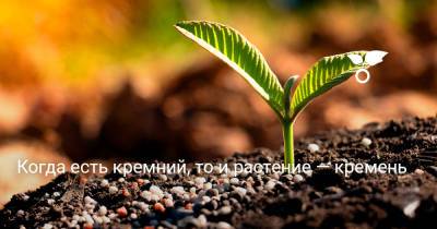 Когда есть кремний, то и растение — кремень - botanichka.ru