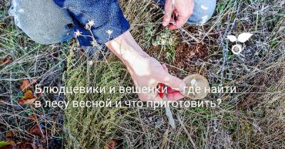 Блюдцевики и вешенки — где найти в лесу весной и что приготовить? - botanichka.ru