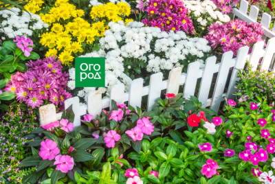 Удачное соседство: как правильно сочетать цветы на клумбе - ogorod.ru