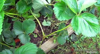 Выращивание земляники: НЕ обрывайте листья и пропаривайте грядки - vsaduidoma.com