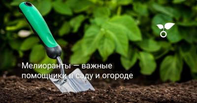Мелиоранты — важные помощники в саду и огороде - botanichka.ru