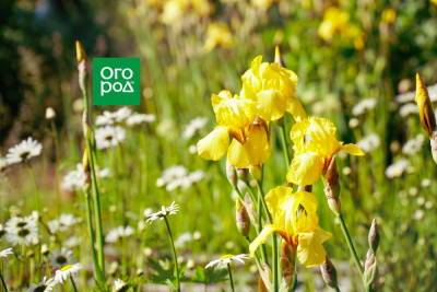 Клумба на солнцепеке: какие цветы смогут расти на сухом и солнечном участке - ogorod.ru