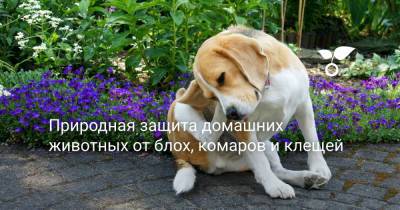 Природная защита домашних животных от блох, комаров и клещей - botanichka.ru
