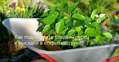 Как подготовить сладкий перец к высадке в открытый грунт? - botanichka.ru