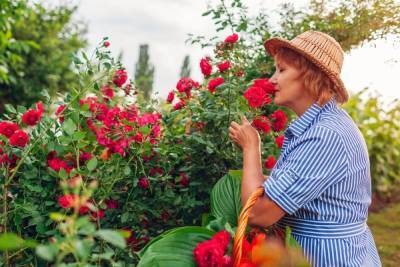 Ароматные розы – лучшие сорта для вашего сада - ogorod.ru - г. Виноград