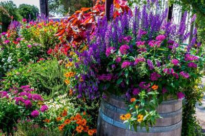 Что посадить в цветнике, чтобы наполнить сад незабываемым ароматом - ogorod.ru