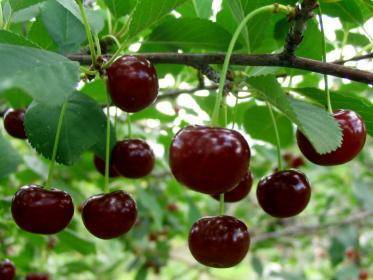 Размножение вишни черенками - sad-dacha-ogorod.com