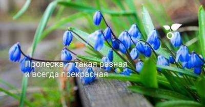 Пролеска — такая разная и всегда прекрасная - botanichka.ru - Россия