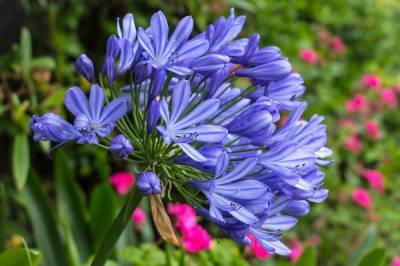42 растения с синими цветками - ogorod.ru