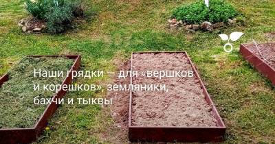 Наши грядки — для «вершков и корешков», земляники, бахчи и тыквы - botanichka.ru