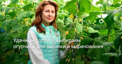 Удачный посол — выбираем огурчики для засолки и маринования - botanichka.ru
