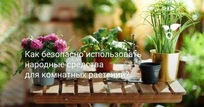 Как безопасно использовать народные средства для комнатных растений? - botanichka.ru