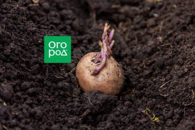 Как сажать картошку, если идут дожди и земля размокла - ogorod.ru