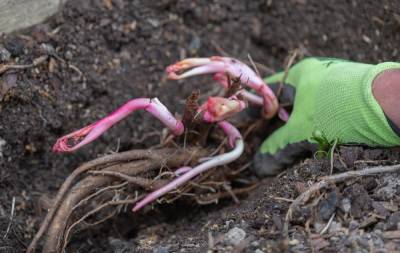 Как посадить пионы весной – пошаговый мастер-класс с фото - ogorod.ru
