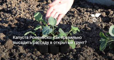 Капуста Романеско: как правильно высадить рассаду в открытый грунт? - botanichka.ru
