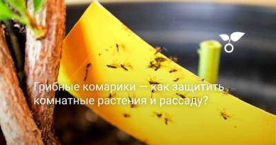 Грибные комарики — как защитить комнатные растения и рассаду? - botanichka.ru