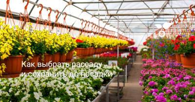 Как выбрать рассаду и сохранить до посадки - botanichka.ru