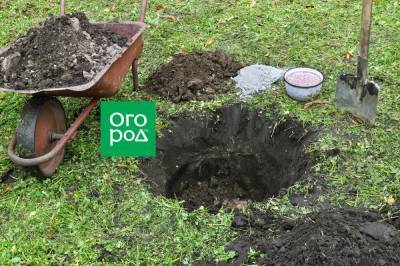 Что добавить в яму при посадке дерева, чтобы три года не вспоминать о подкормках - ogorod.ru