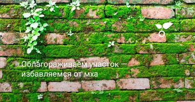 Облагораживаем участок — избавляемся от мха - botanichka.ru