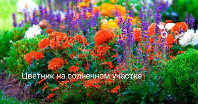 Цветник на солнечном участке - botanichka.ru