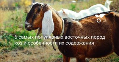 6 самых популярных восточных пород коз и особенности их содержания - botanichka.ru - Индия - Пакистан - Афганистан