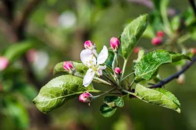 Почему не цветет яблоня – 4 главные причины отсутствия урожая - ogorod.ru