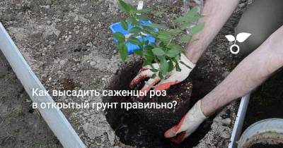 Как высадить саженцы роз в открытый грунт правильно? - botanichka.ru