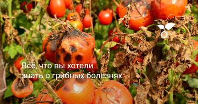 Всё, что вы хотели знать о грибных болезнях - botanichka.ru